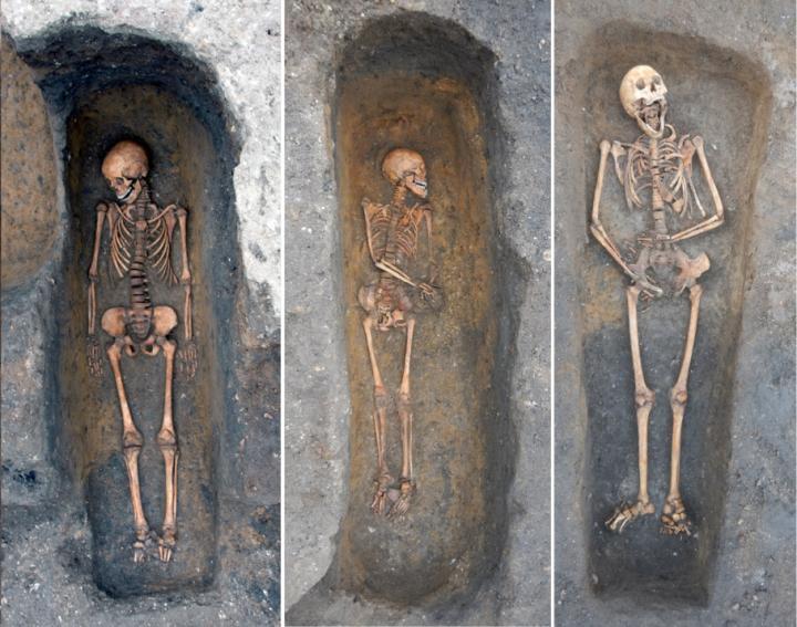 Die Bildcollage zeigt drei Einzelbestattungen von Opfern der Pest. Alle drei Skelette sind fast vollständig in Takt. Die Leichen wurden liegend - mit dem Gesicht und Körper nach oben - bestattet, bei zwei der Toten wurden die Hände über dem Bauch gefaltet sowie der Kopf auf die Seite gedreht.