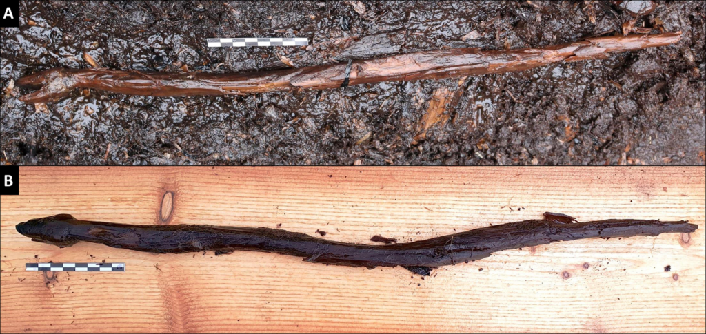 a) Die Schlangenfigurine in situ; b) der ausgegrabene Stab in Form einer Schlange von oben fotografiert (Fotos: S. Koivisto).