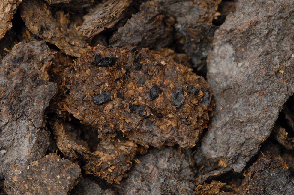 In dieser 2600 Jahre alten menschlichen Exkrementen-Probe aus dem Salzbergwerk Hallstatt sind Bohnen, Hirse und 
