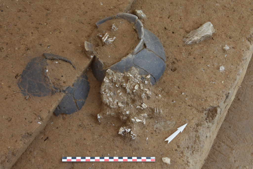 Das Bild zeigt zwei dickbäuchige Vasen aus dunklem Ton und eine Ansammlung an Knochenfragmenten, die in einem der Gräber im Gräberfeld von Denges gefunden wurden. Das Bild zeigt die Objekte im Grabungsschnitt; teilweise freigelegt.