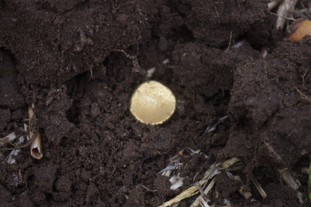 Keltische Goldmünze in Fundlage