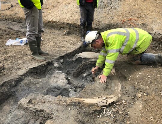 Grabungsfoto, welches einen Archäologen bei der Arbeit zeigt. Er gräbt einen Stoßzahn aus.
