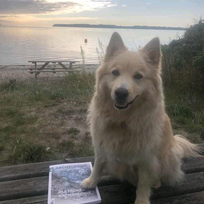 Hund mit AiD-Sonderheft Gletscherarchäologie auf Bank am Strand