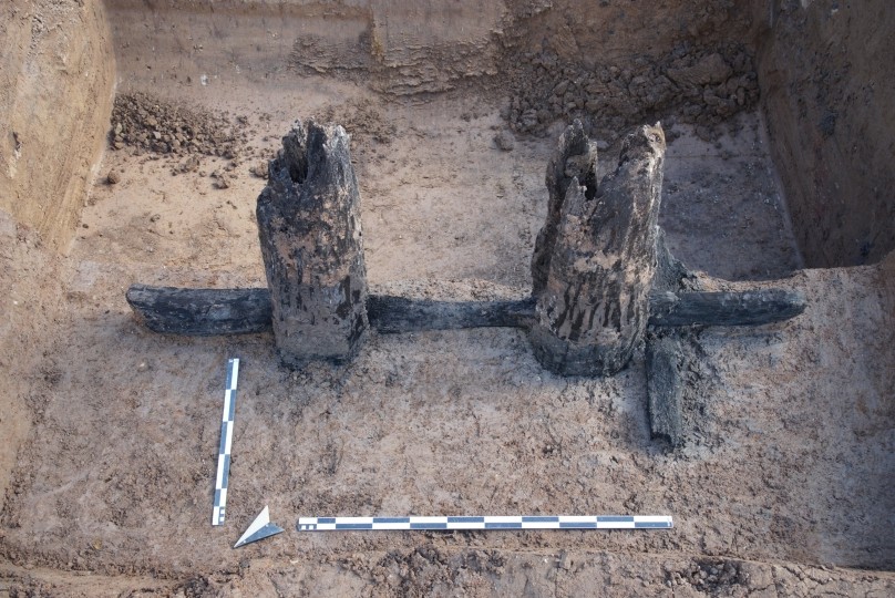 Die beiden erhaltenen Eichenbalken der Baumkelter aus dem 14. Jahrhundert.