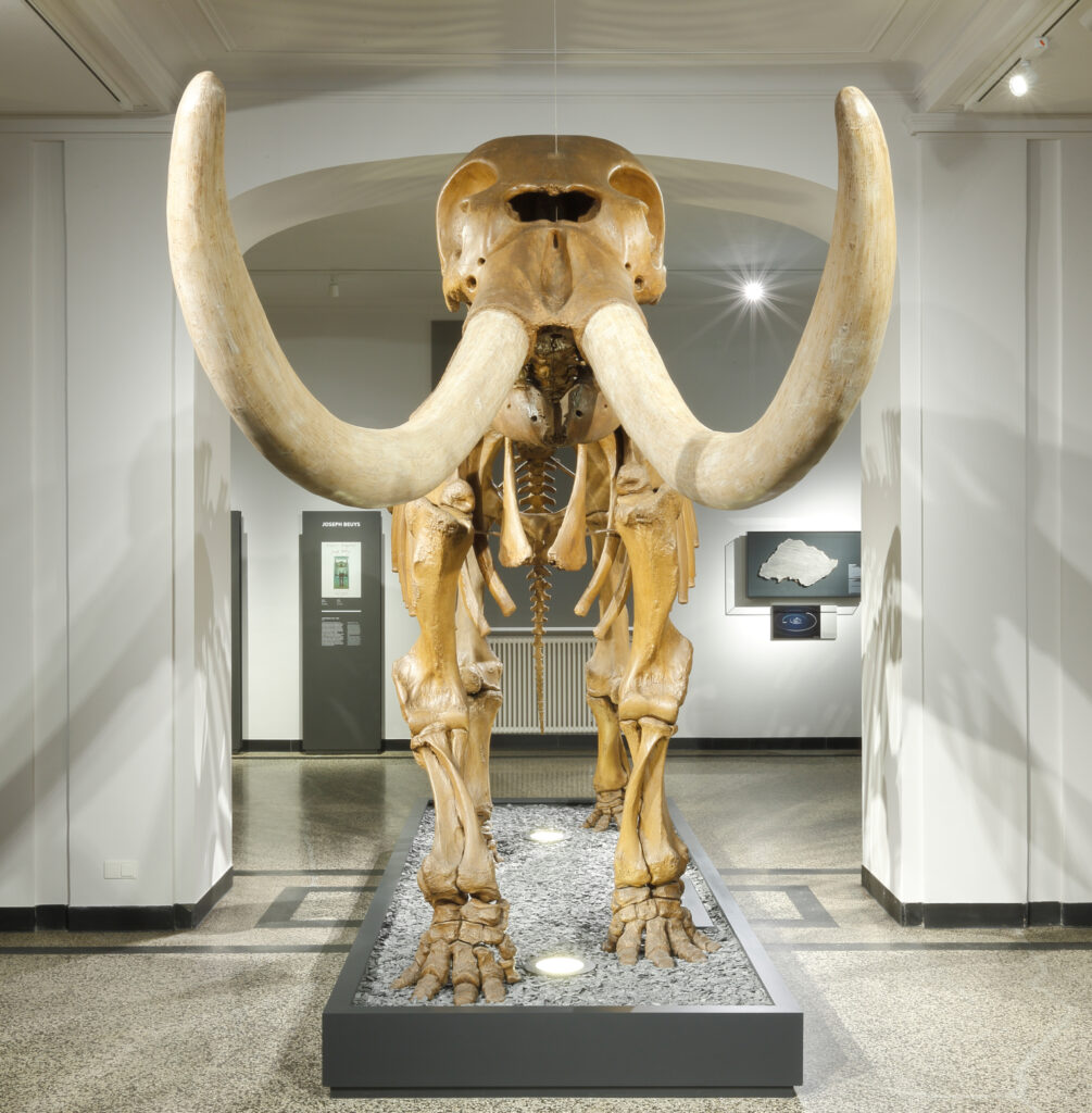 Mammut Darmstadt