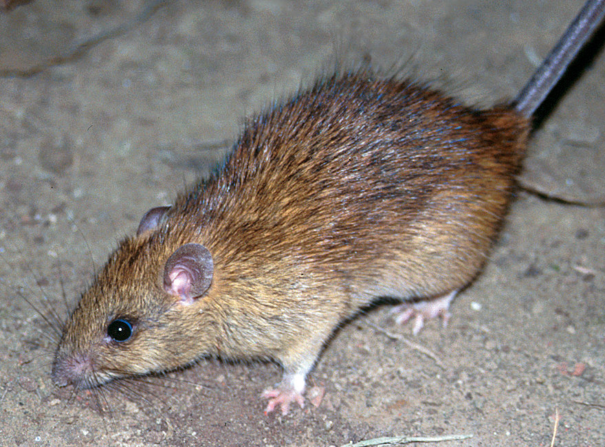Die Hausratte (Rattus rattus) ist eine der häufigsten der weltweit 56 Rattus-Arten. Sie kommt in ganz Afrika, Asien, Australien, Europa und Amerika vor.