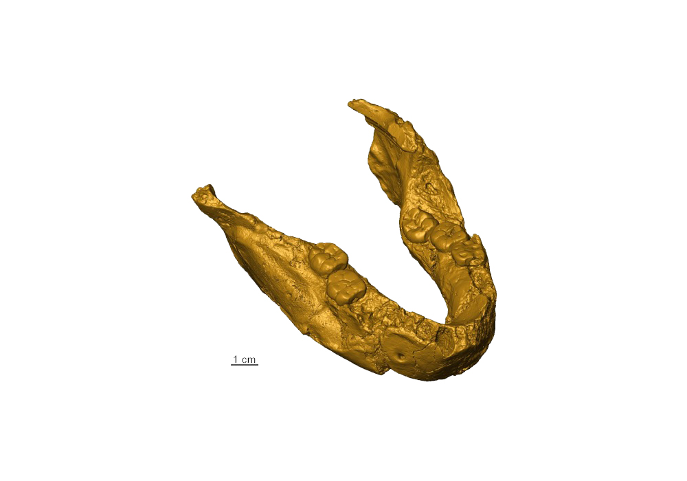 Virtuelle Rekonstruktion des fossilen Unterkiefers SK 15. Das Fossil wurde früher zur Art Homo ergaster zugeordnet. Es repräsentiert aber wahrscheinlich eine Art der robusten Paranthropus.