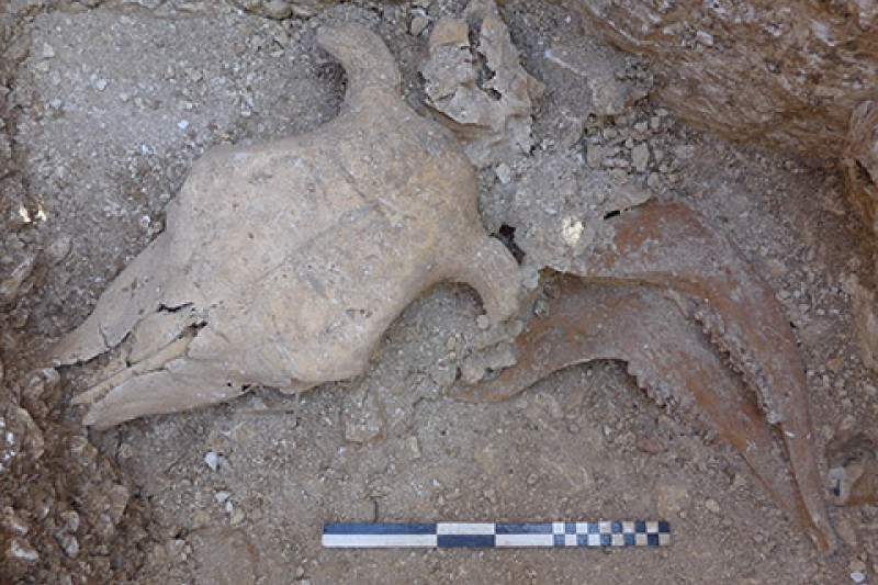 Ein Rinderschädel mit Wirbeln und abgetrennten Kieferknochen, der in einer ovalen Grube freigelegt wurde.